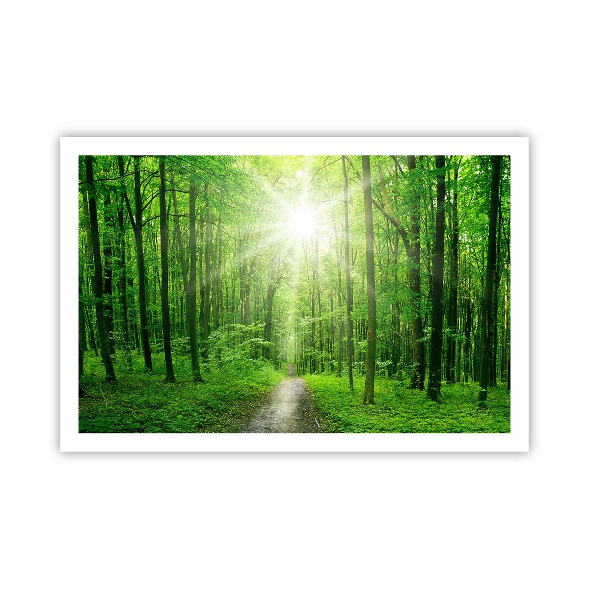 Poster - De groene kathedraal - 91x61 cm