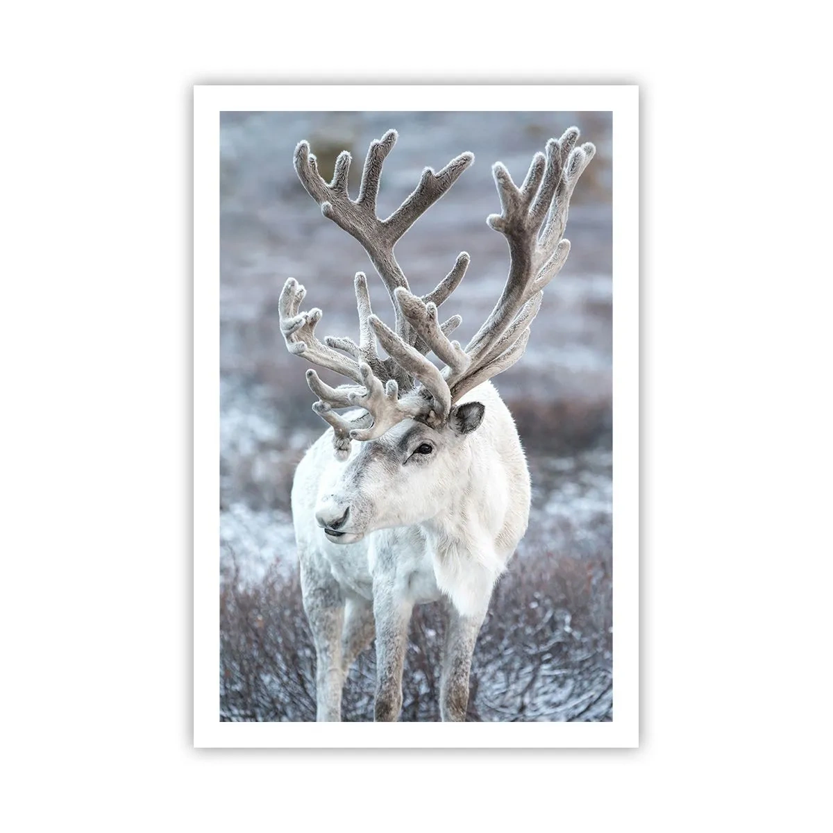 Poster - Portret in de zon - 61x91 cm