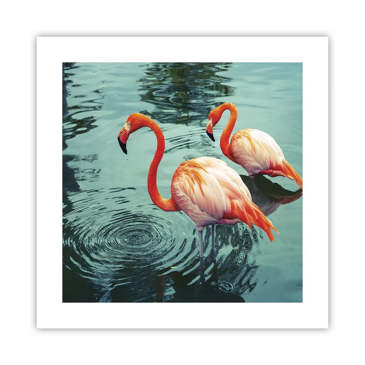 Poster - We zijn nu in de mode - 40x40 cm
