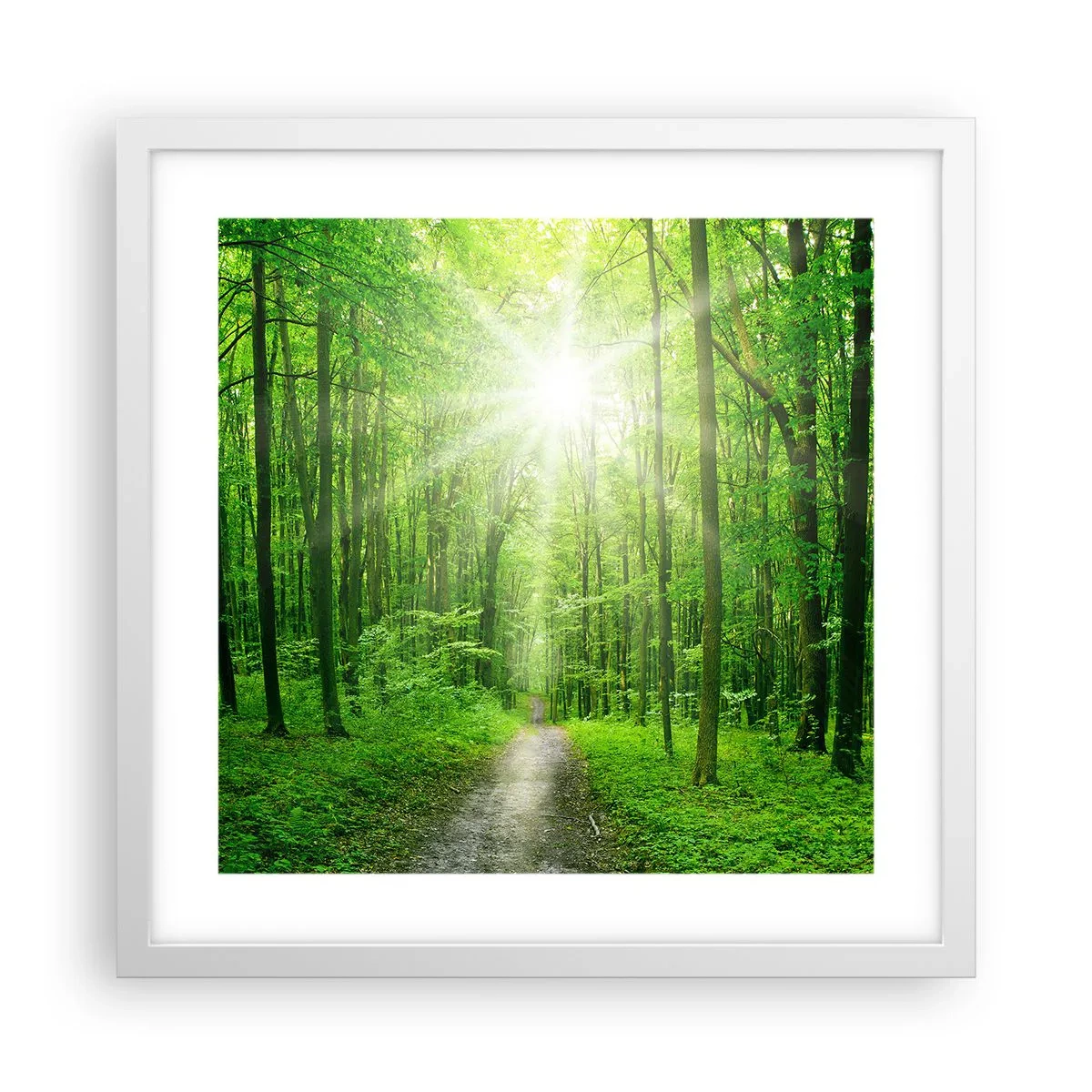 Poster in een witte lijst - De groene kathedraal - 40x40 cm