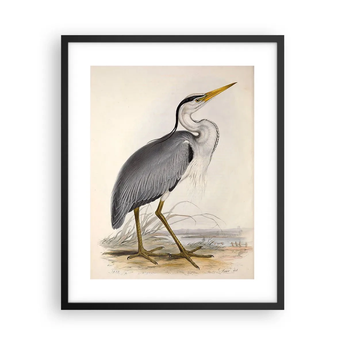 Poster in een zwarte lijst - Charmes van de reiger - 40x50 cm