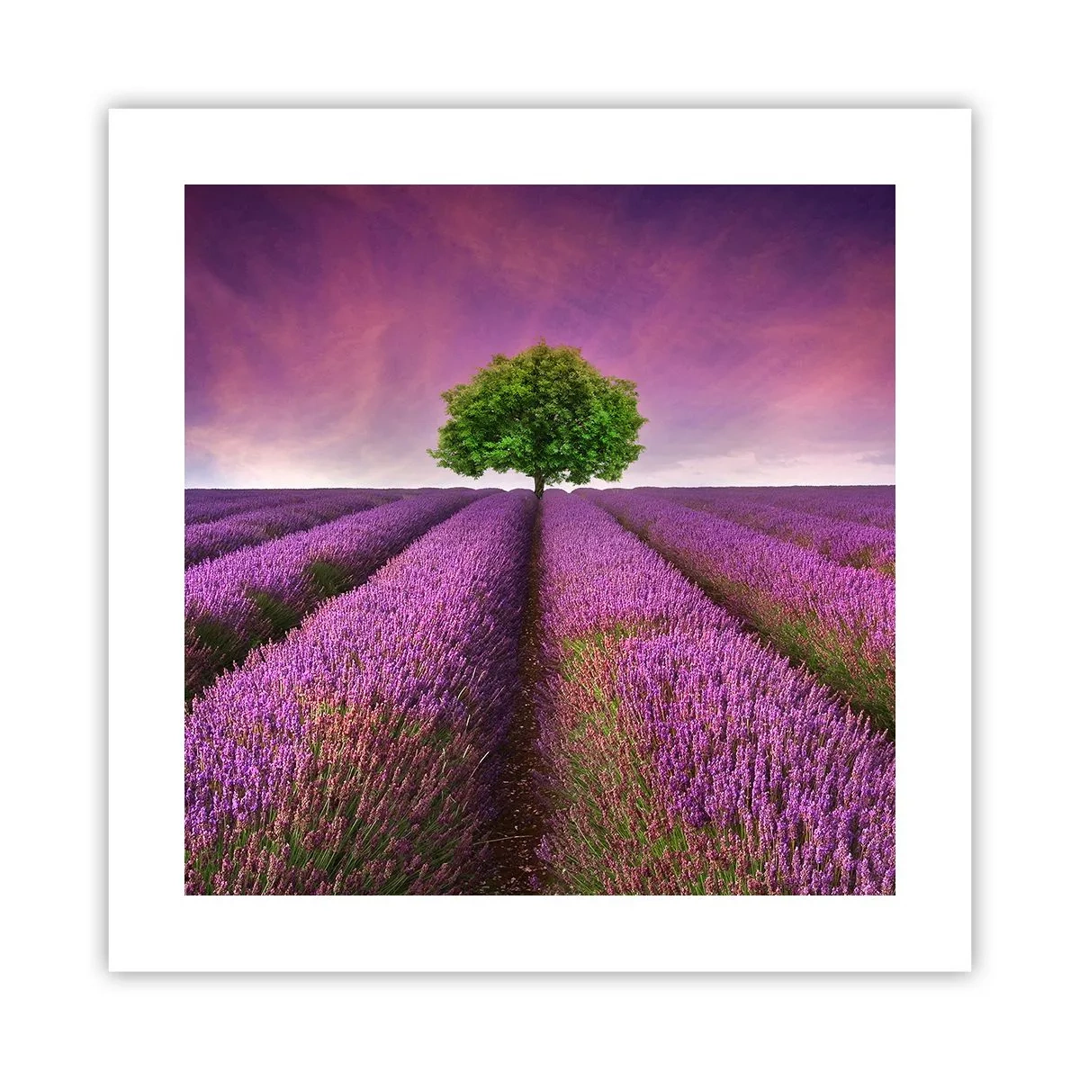 Poster - Op lavendelvelden - 40x40 cm