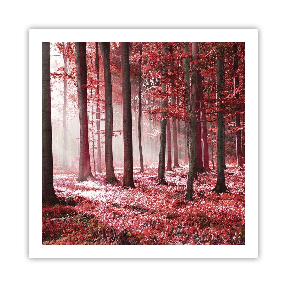 Poster - Rood is net zo mooi - 60x60 cm