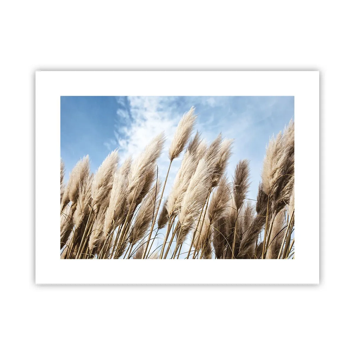 Poster - Zonnige en winderige streling - 40x30 cm