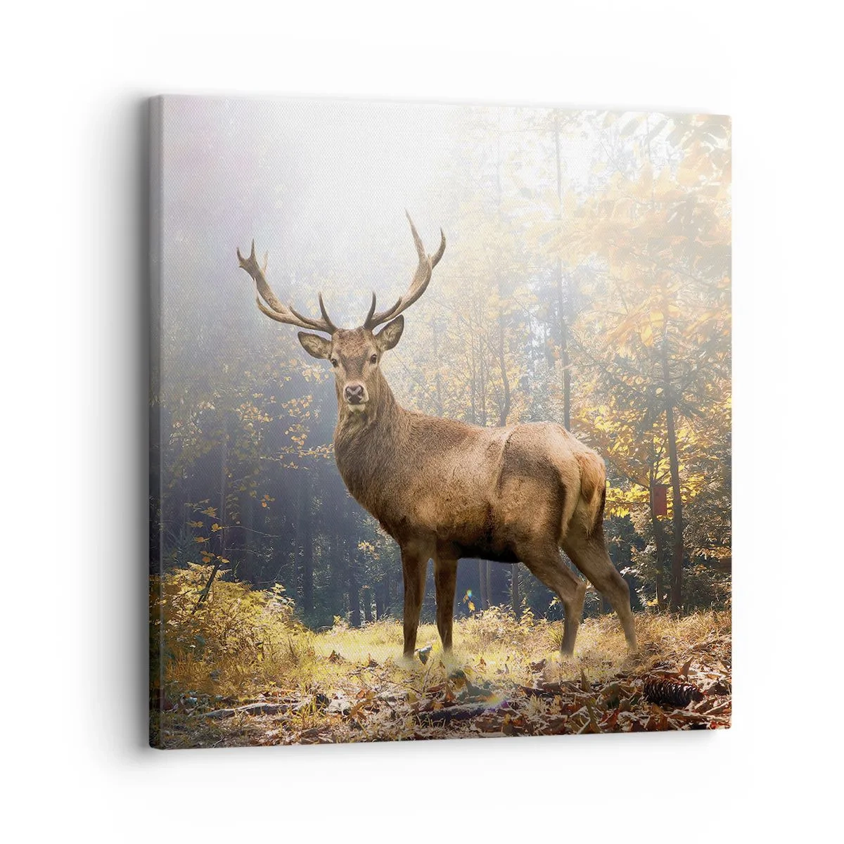 Schilderen op canvas - In volle majesteit - 30x30 cm