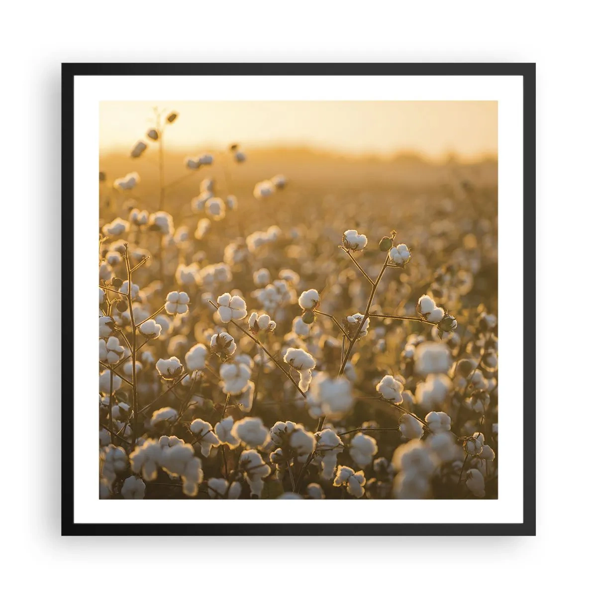 Poster in een zwarte lijst - Pluizig veld - 60x60 cm