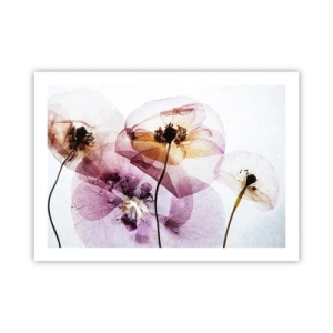 Poster - Transparante lichaamsbloemen - 70x50 cm