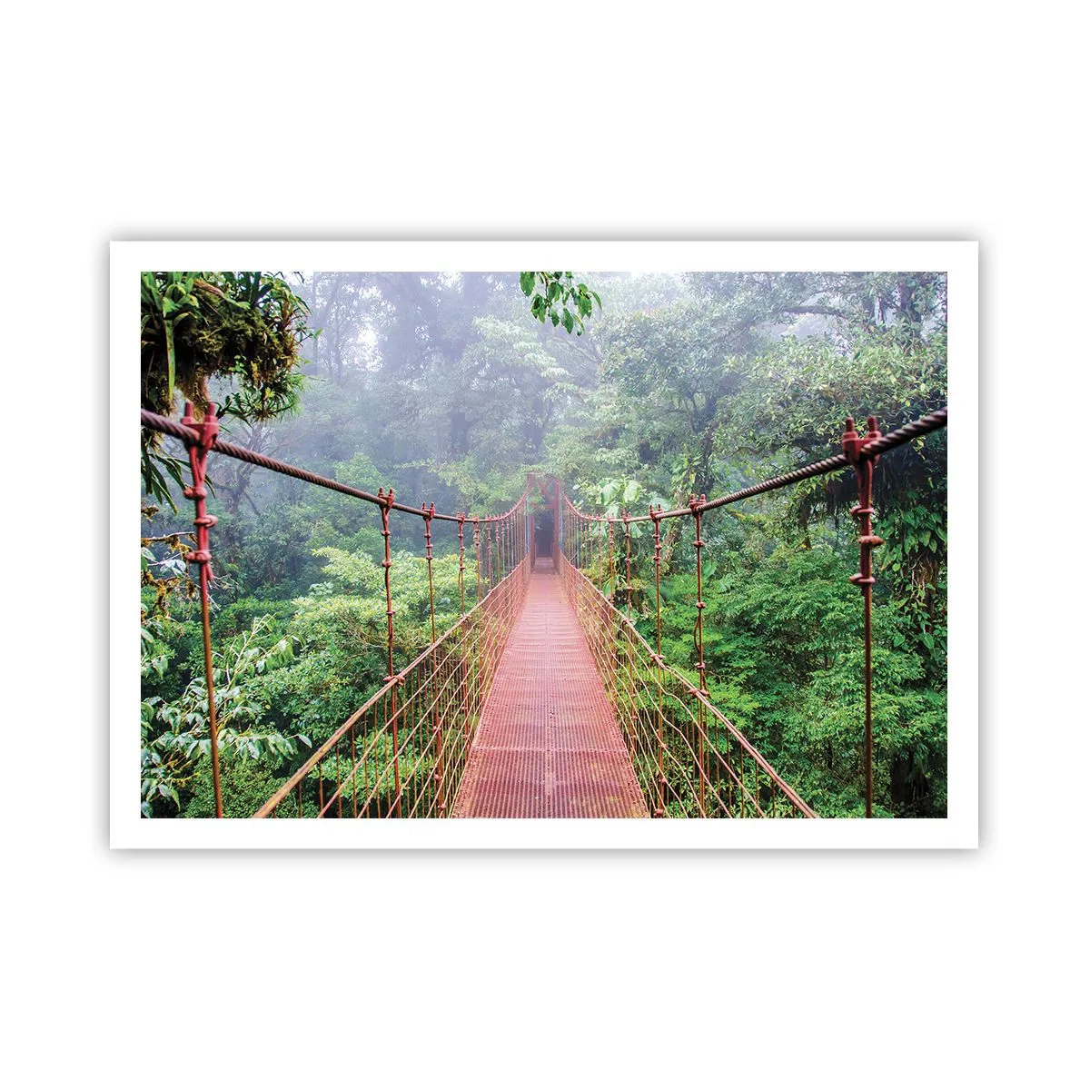 Poster - Opgehangen over de kronen - 100x70 cm