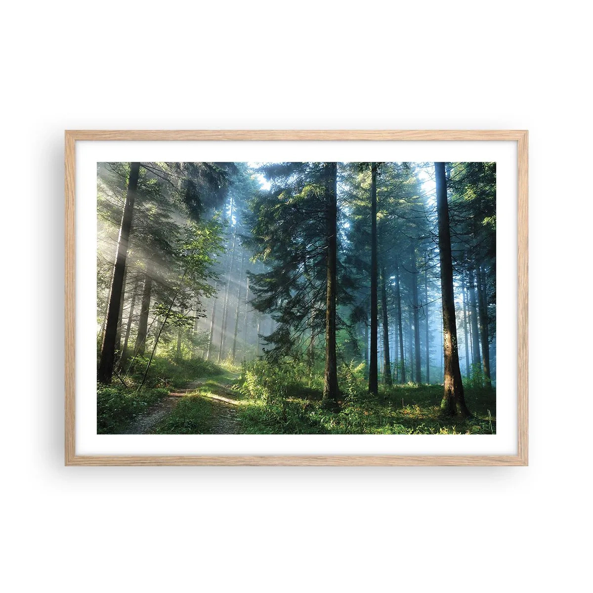 Een poster in een licht eiken lijst - Stralend in de ochtend - 70x50 cm