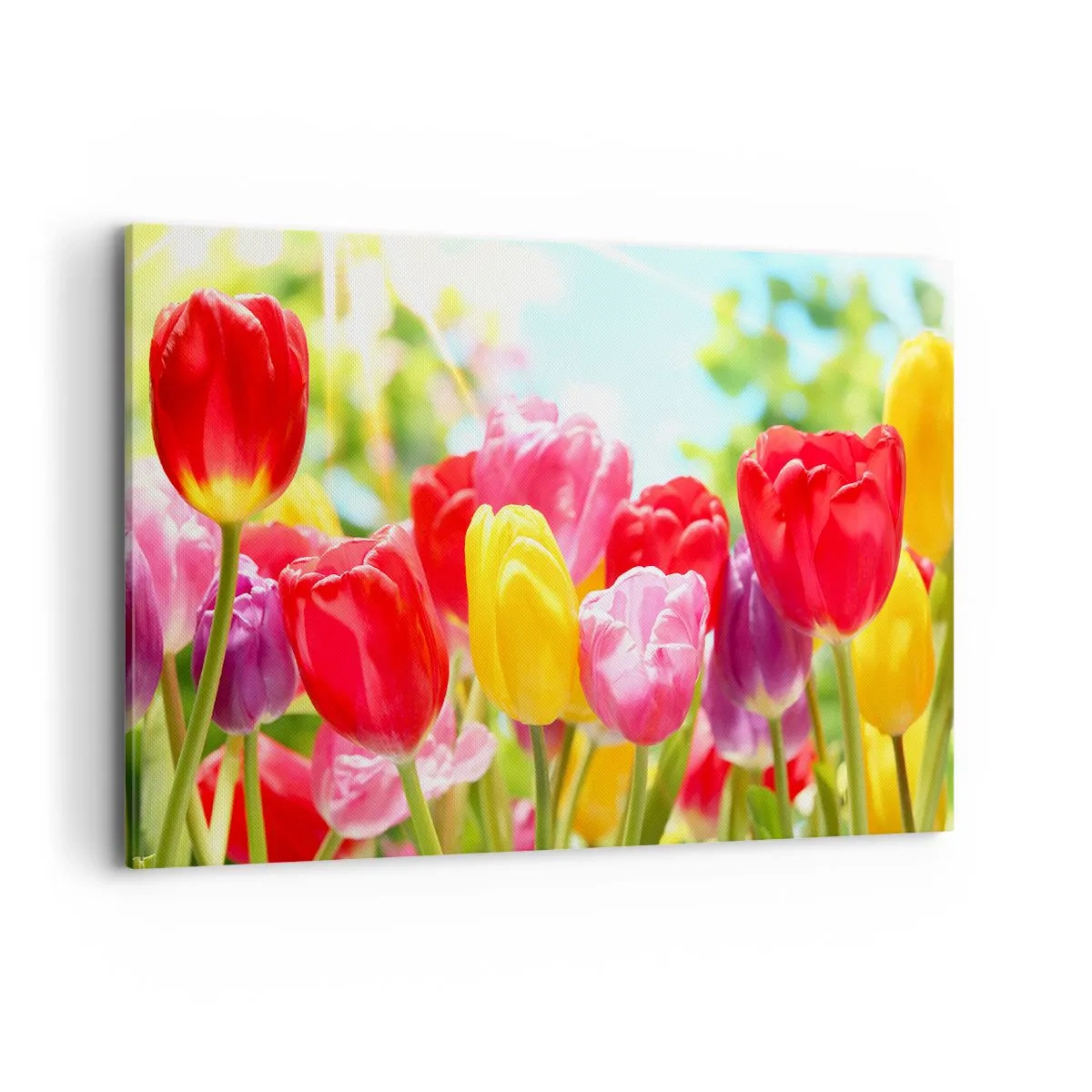 Schilderen op canvas - Dat zijn wij, de kleuren van mei! - 120x80 cm