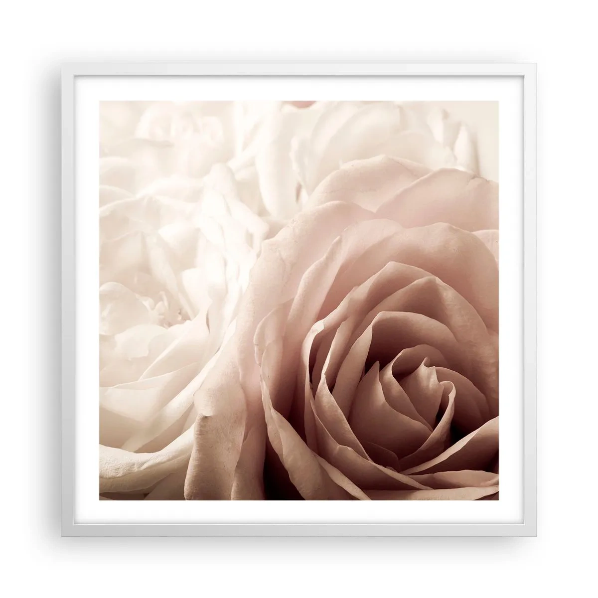 Poster in een witte lijst - In het hart van een roos - 60x60 cm