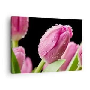 Schilderen op canvas - Roze tulp met waterdruppels op een zwarte achtergrond - 70x50cm - Lila droom in dauw - Moderne wanddecoratie voor woonkamer en slaapkamer ARTTOR