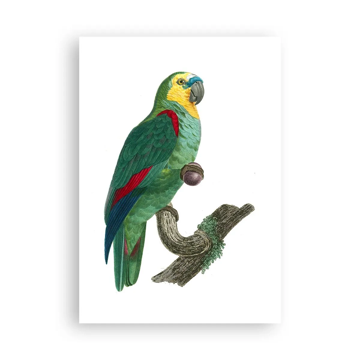 Poster - Portret van een papegaai - 70x100 cm
