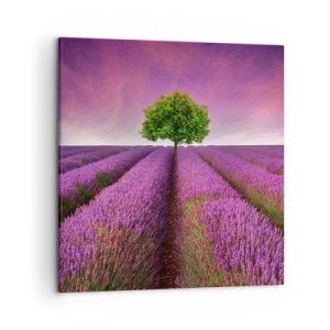 Schilderen op canvas - Op lavendelvelden - 50x50 cm