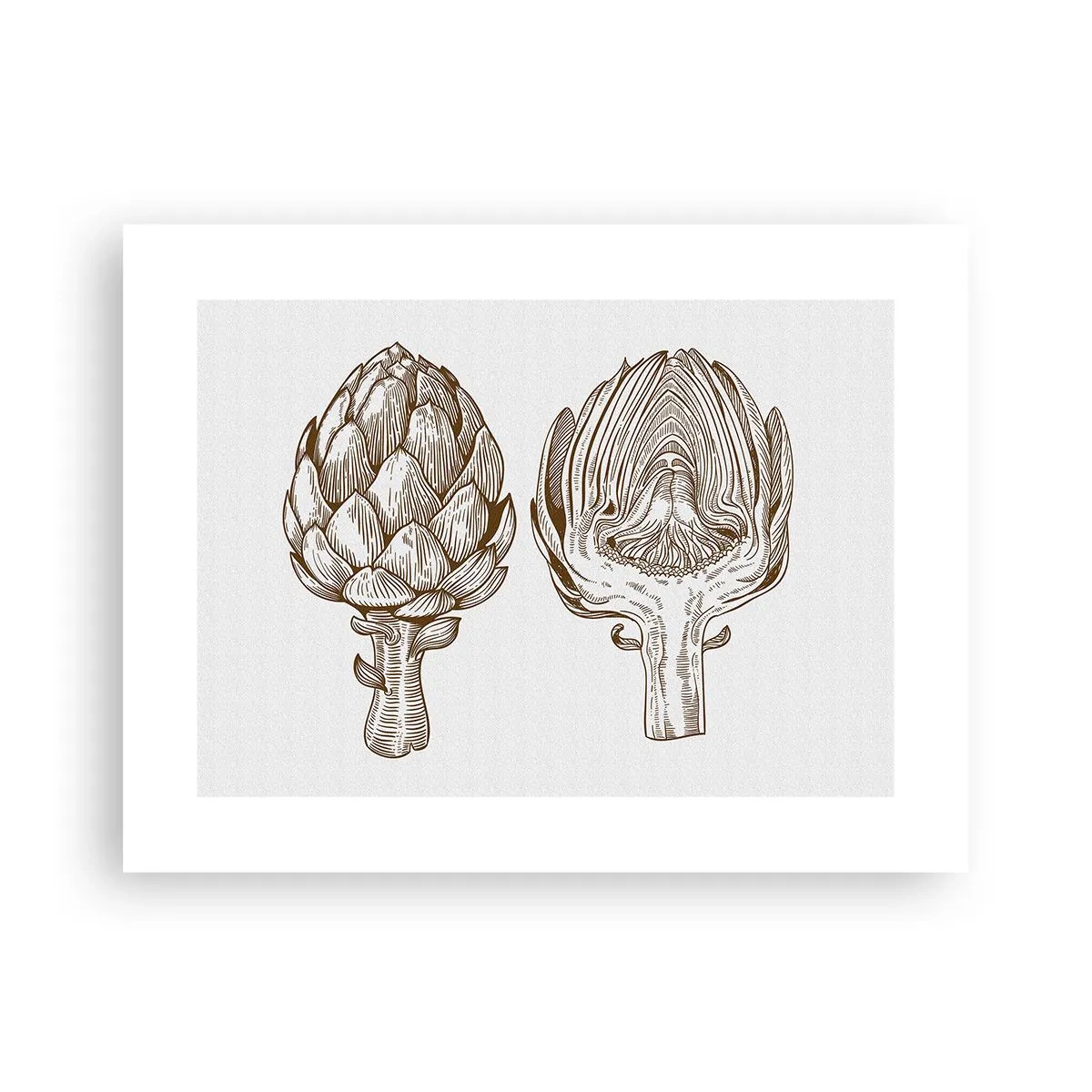 Poster - Anatomieles - 40x30 cm