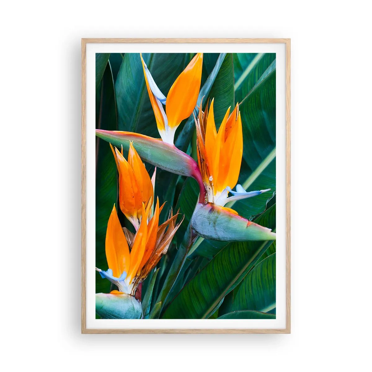 Een poster in een licht eiken lijst - Is het een bloem of is het een vogel? - 70x100 cm