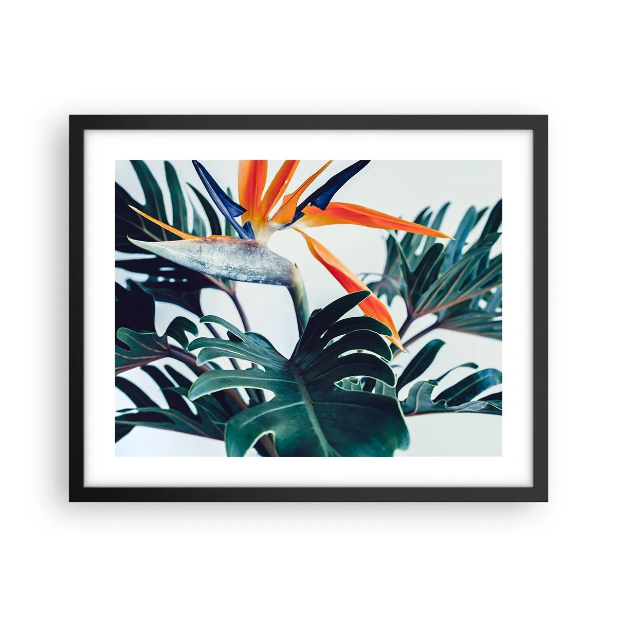 Poster in een zwarte lijst - Vogelstruik - 50x40 cm