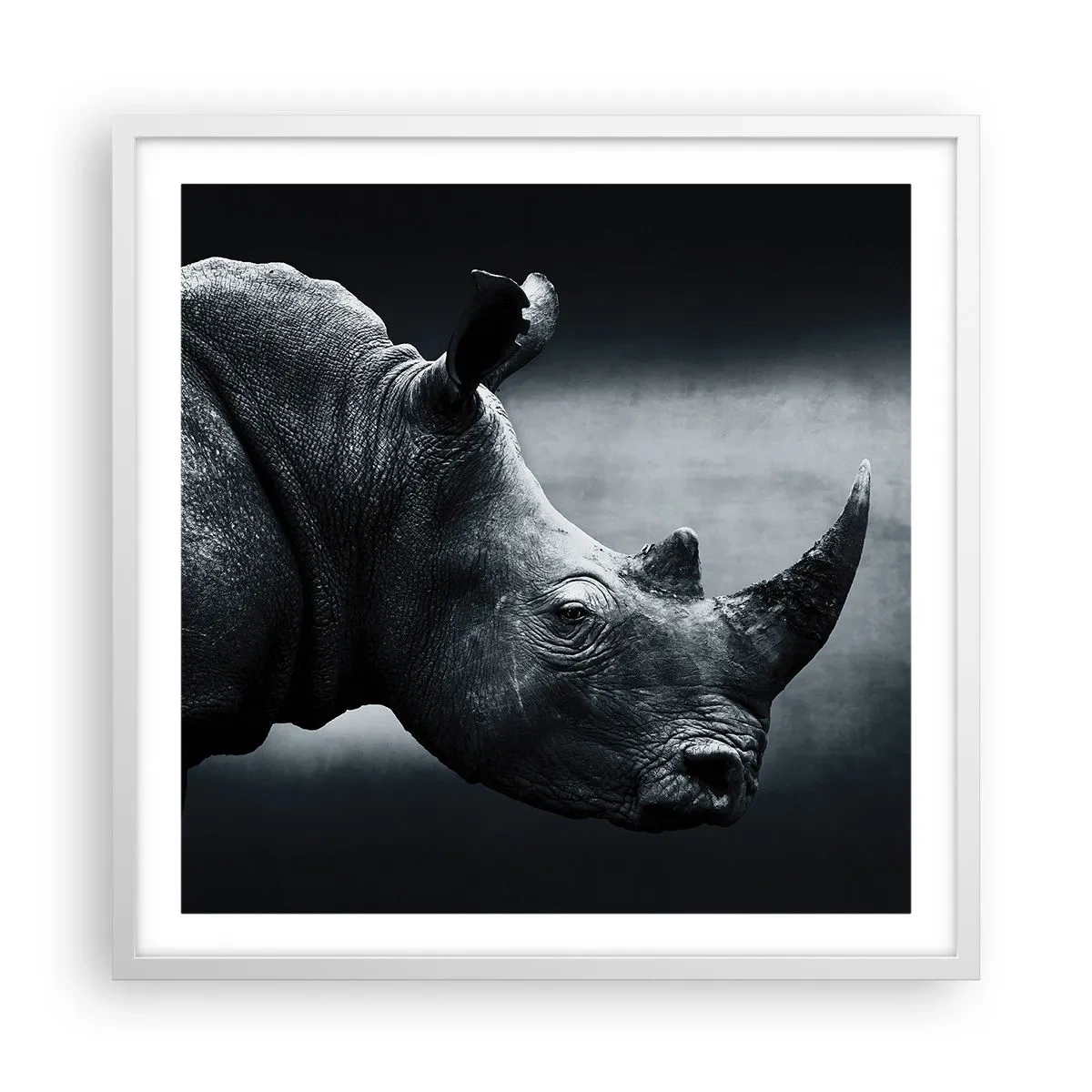 Poster in een witte lijst - Rechts profiel - 60x60 cm