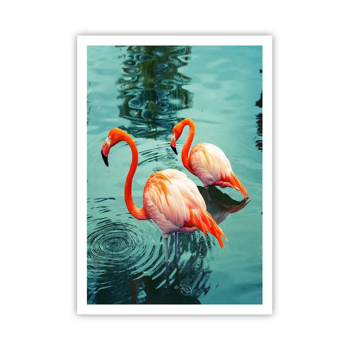 Poster - We zijn nu in de mode - 70x100 cm