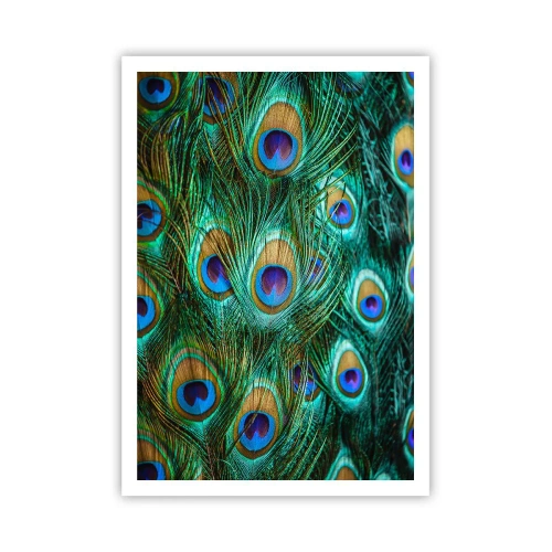 Poster - Een pauwenooglook - 70x100 cm