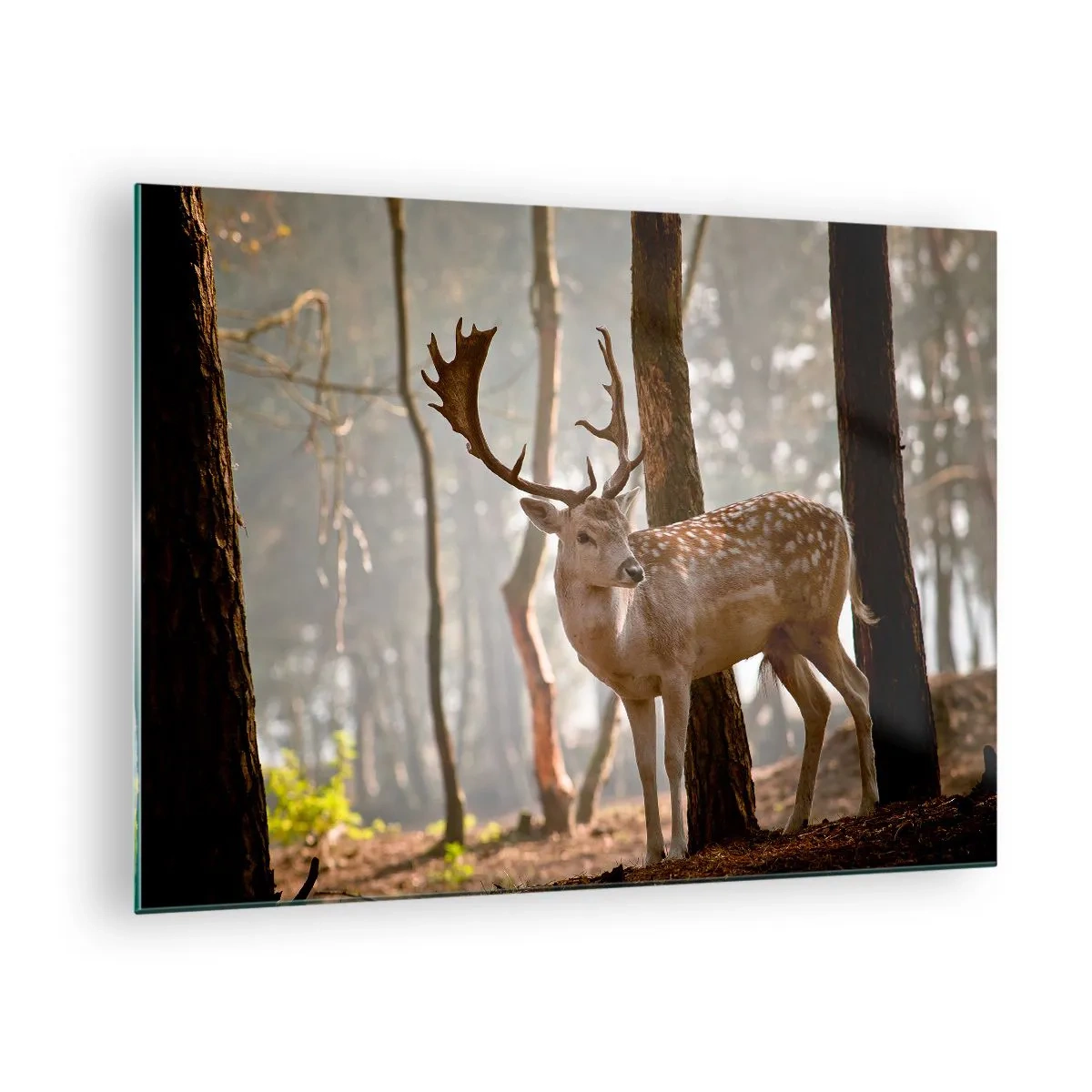 Schilderen op glas - Een hert in het bos, omringd door ochtendmist - 70x50cm - Het licht van de jeugd - Moderne wanddecoratie voor woonkamer en slaapkamer ARTTOR