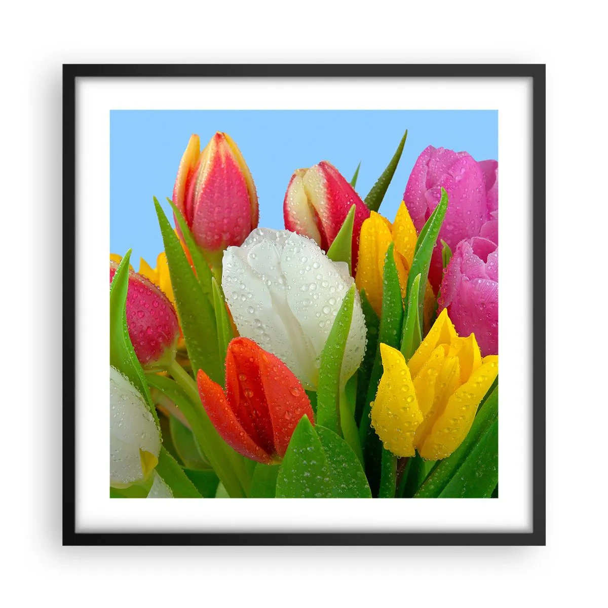 Poster in een zwarte lijst - Een bloemenregenboog in dauwdruppels - 50x50 cm