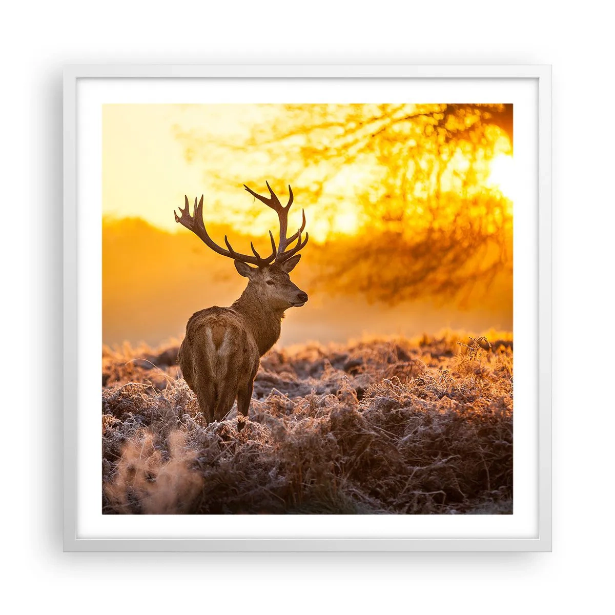 Poster in een witte lijst - Koning van het herfstbos - 60x60 cm