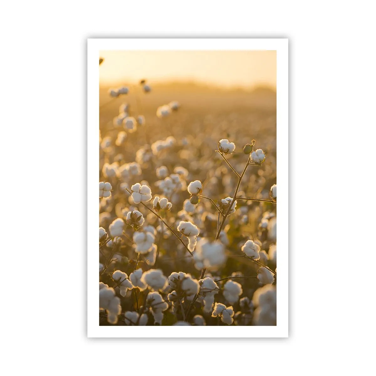 Poster - Pluizig veld - 61x91 cm