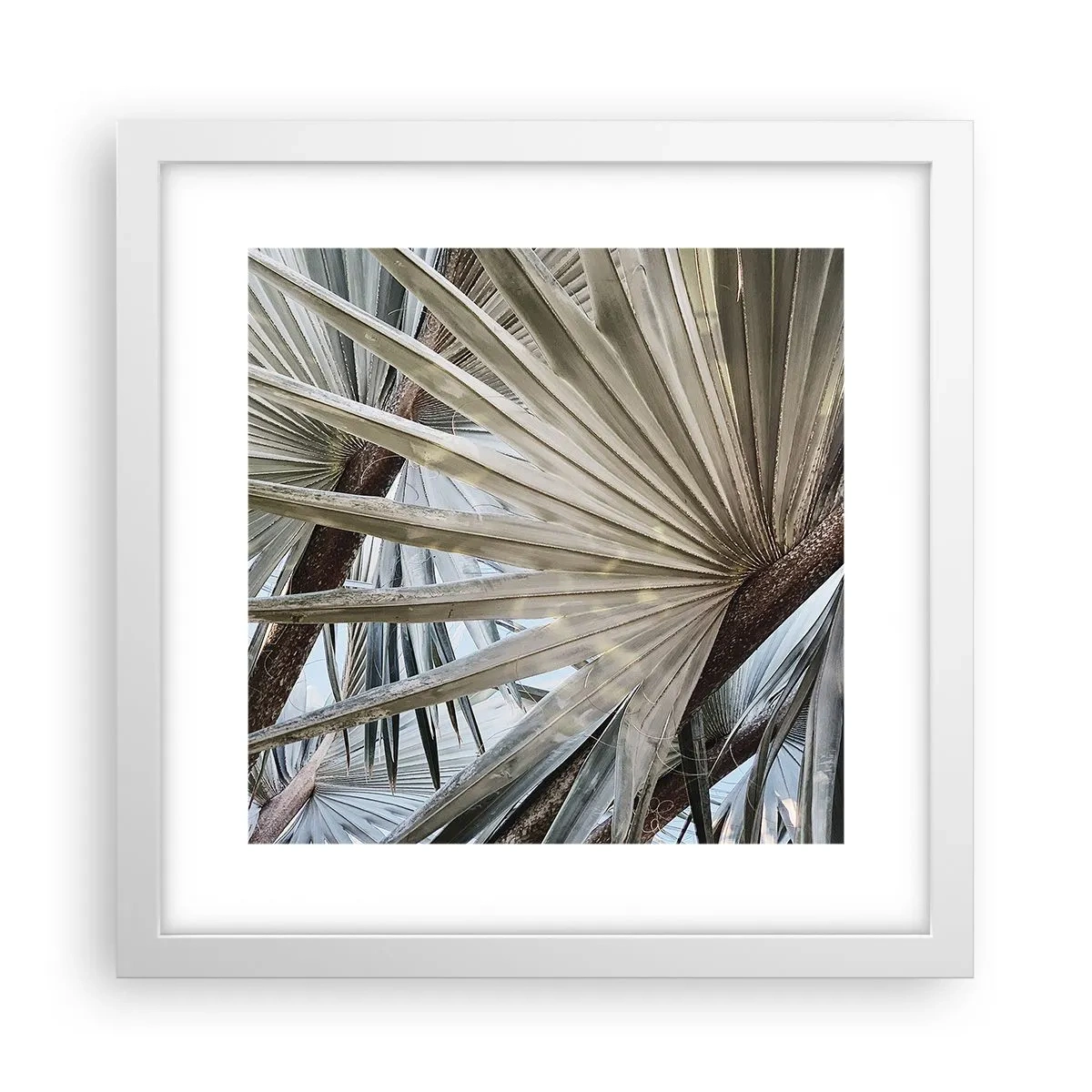 Poster in een witte lijst - Fans in de tropen - 30x30 cm