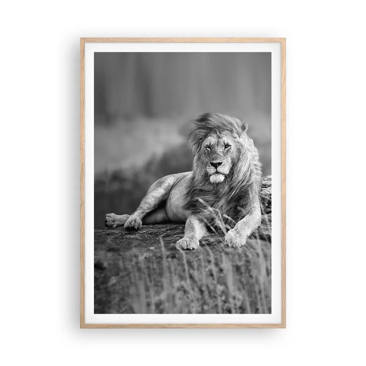 Een poster in een licht eiken lijst - Koninklijke siësta - 70x100 cm