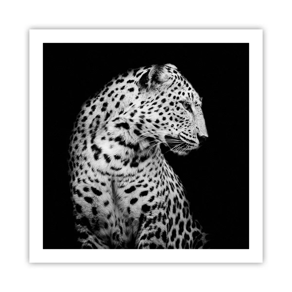 Poster - Juist profiel perfect! - 60x60 cm