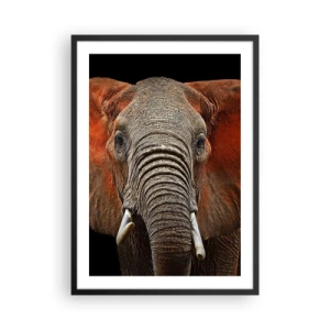 Poster in een zwarte lijst - Portret van een majestueuze olifant tegen een zwarte achtergrond - 50x70cm - Ik ben wild, en jij? - Moderne wanddecoratie voor woonkamer en slaapkamer ARTTOR