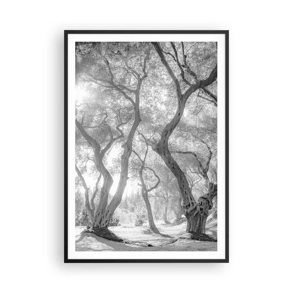 Poster in een zwarte lijst - In de olijfboomgaard - 70x100 cm