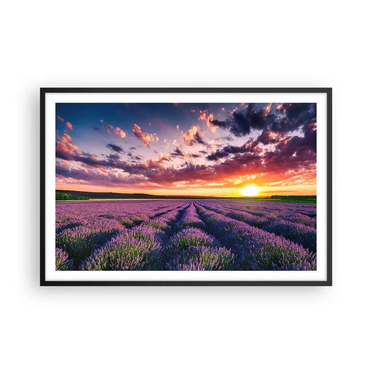 Poster in een zwarte lijst - Lavendel wereld - 91x61 cm