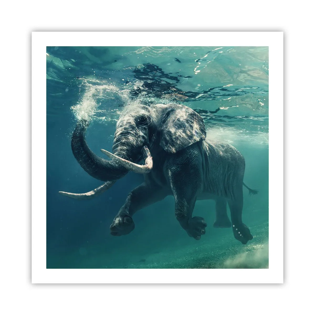 Poster - Iedereen houdt van zwemmen - 60x60 cm
