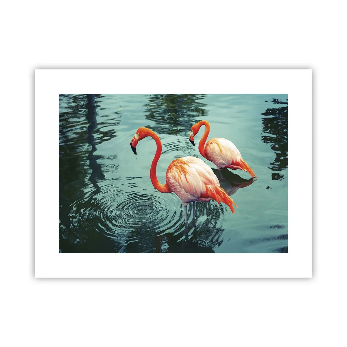 Poster - We zijn nu in de mode - 40x30 cm