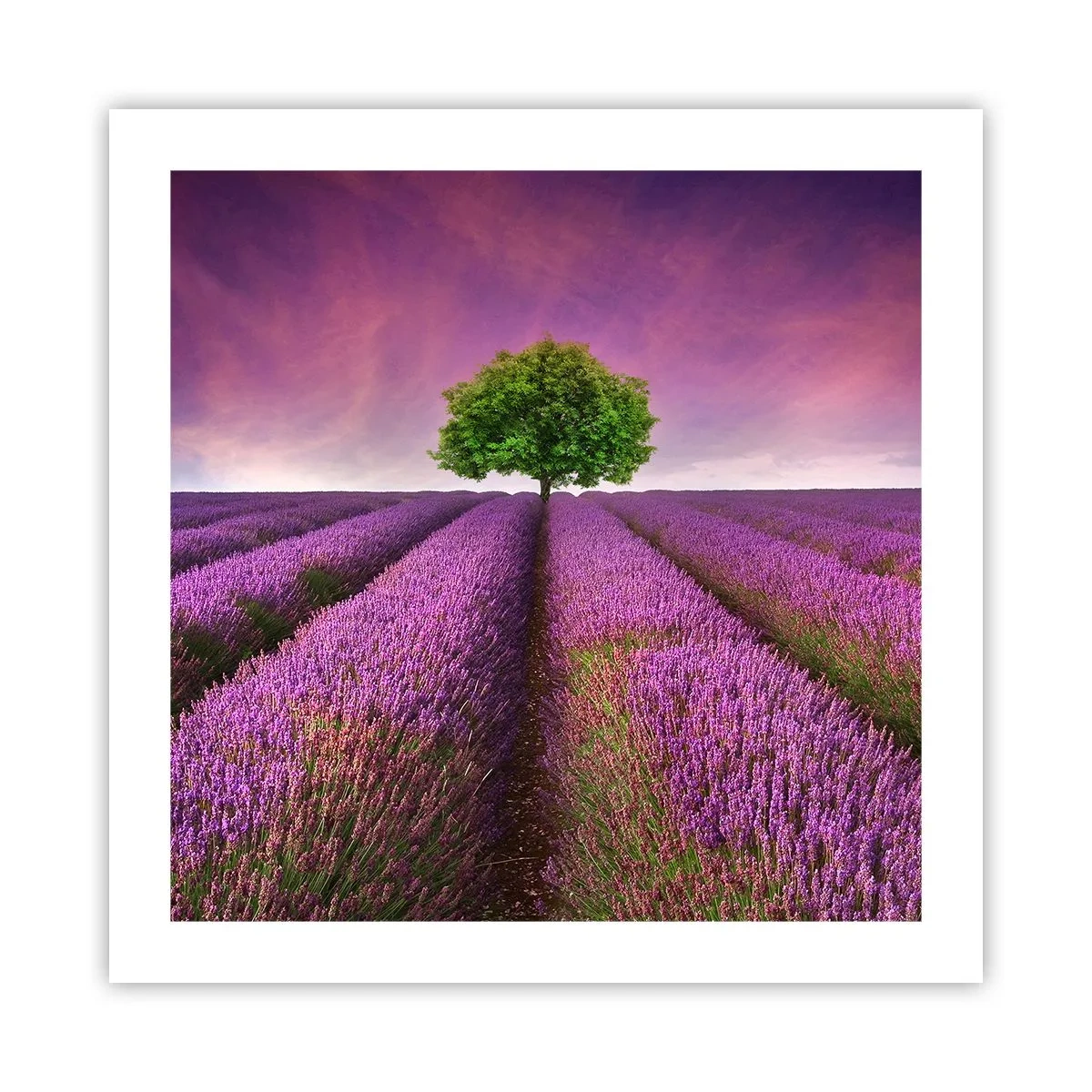 Poster - Op lavendelvelden - 50x50 cm