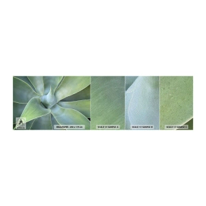 Fotobehang Monster Premium Sand - De geboorte van groen - Sappig, Agave, Plantkunde - 100x30 cm