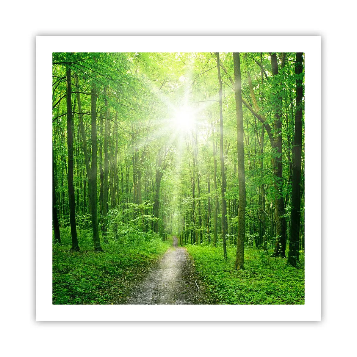 Poster - De groene kathedraal - 60x60 cm