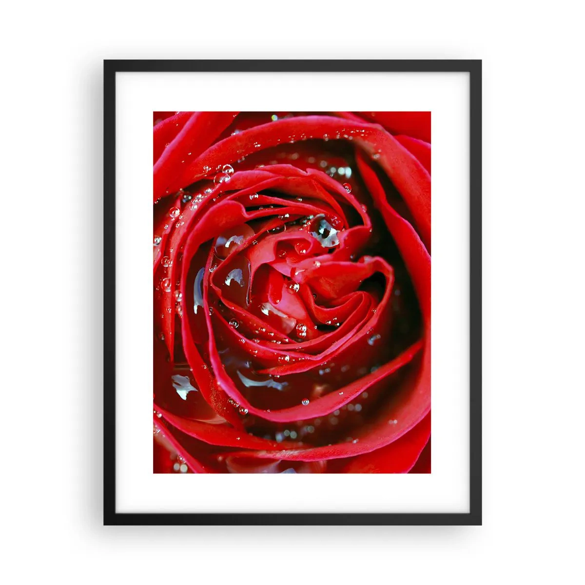 Poster in een zwarte lijst - In de dauwdruppels - 40x50 cm