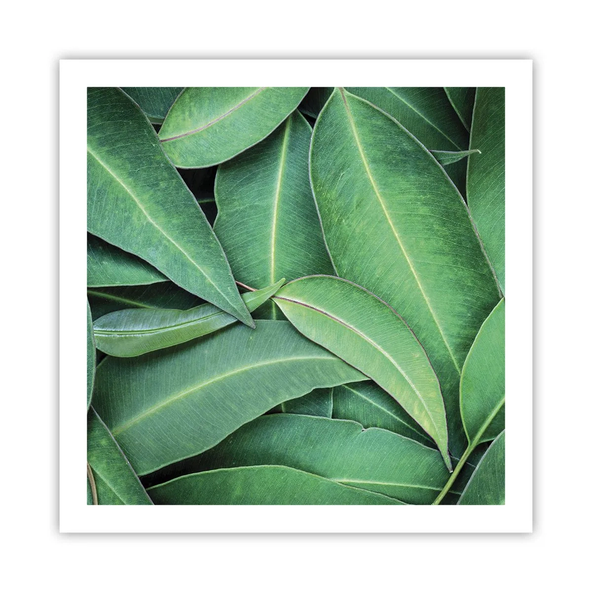 Poster - Sappig en fris - 60x60 cm