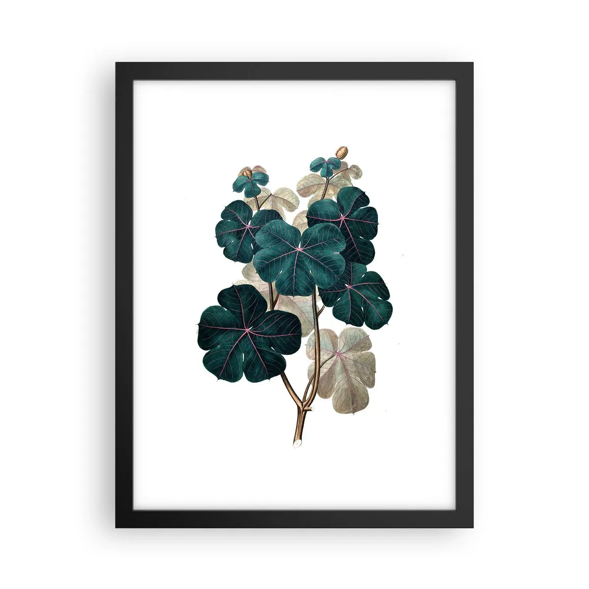 Poster in een zwarte lijst - Uit het oude herbarium - 30x40 cm