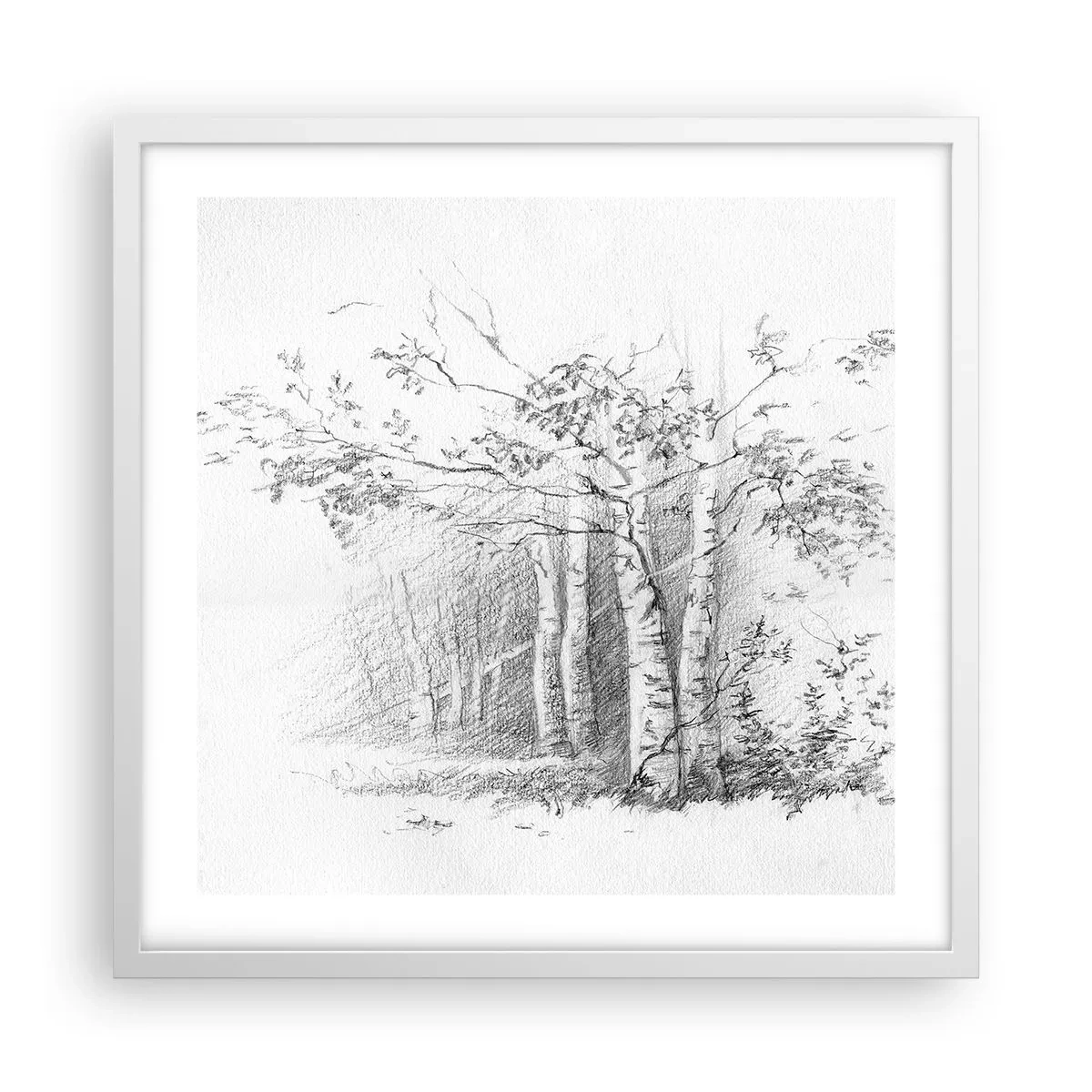 Poster in een witte lijst - Het licht van het berkenbos - 50x50 cm