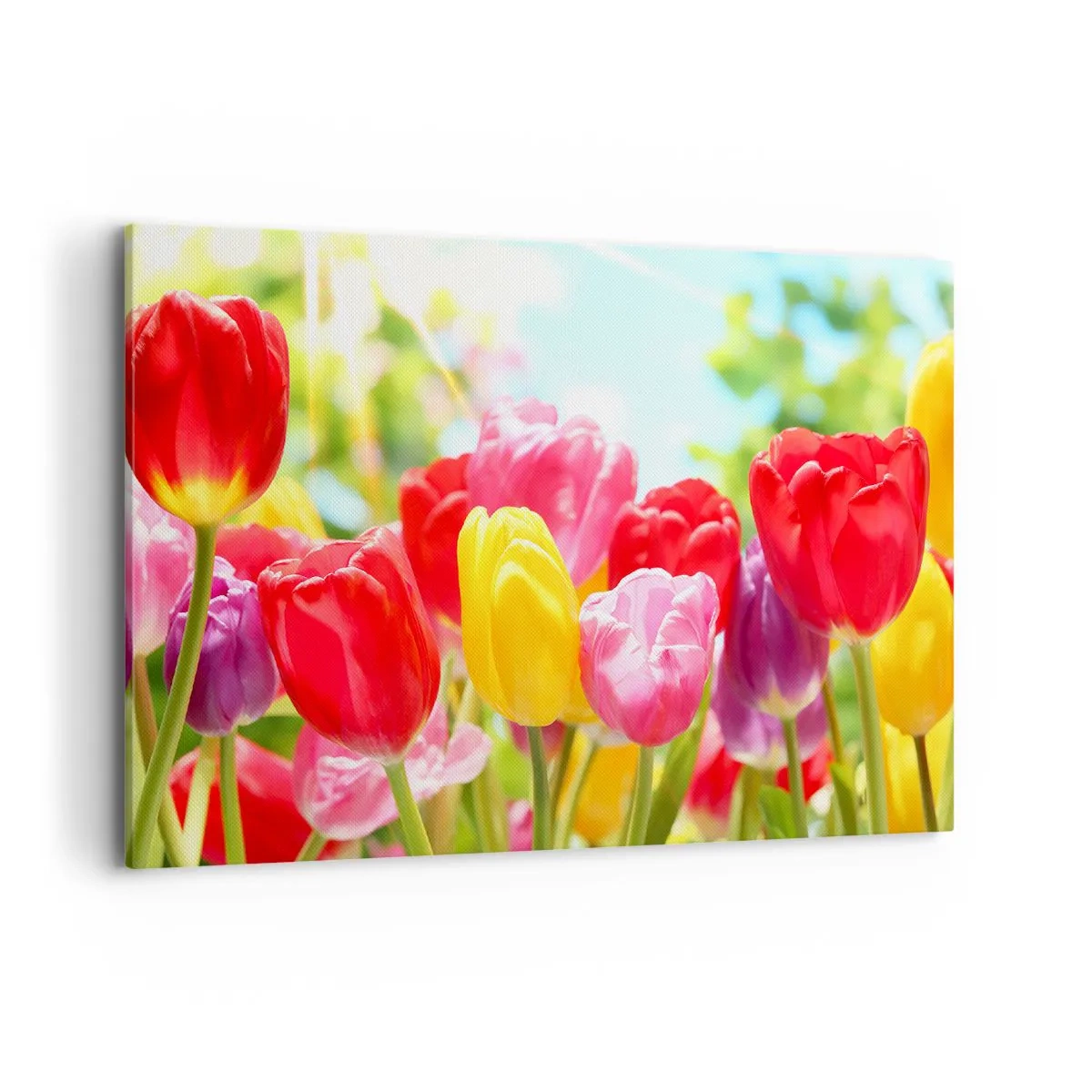 Schilderen op canvas - Dat zijn wij, de kleuren van mei! - 100x70 cm