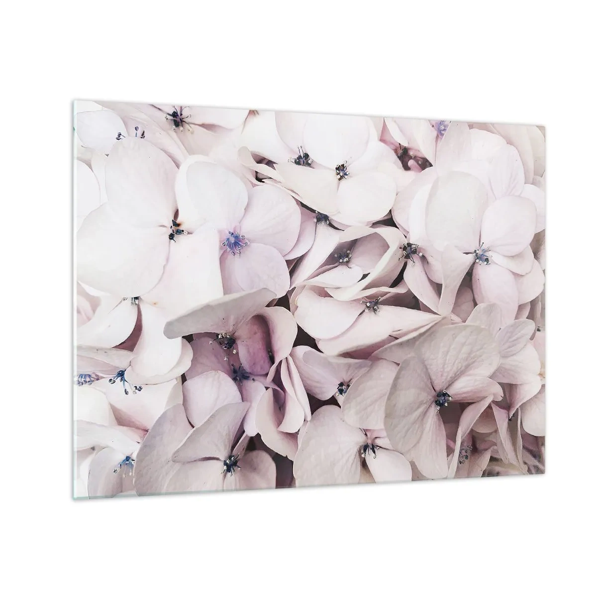 Schilderen op glas - Delicate lichtroze hortensia's van dichtbij - 70x50cm - In een vloed van bloemen - Moderne wanddecoratie voor woonkamer en slaapkamer ARTTOR