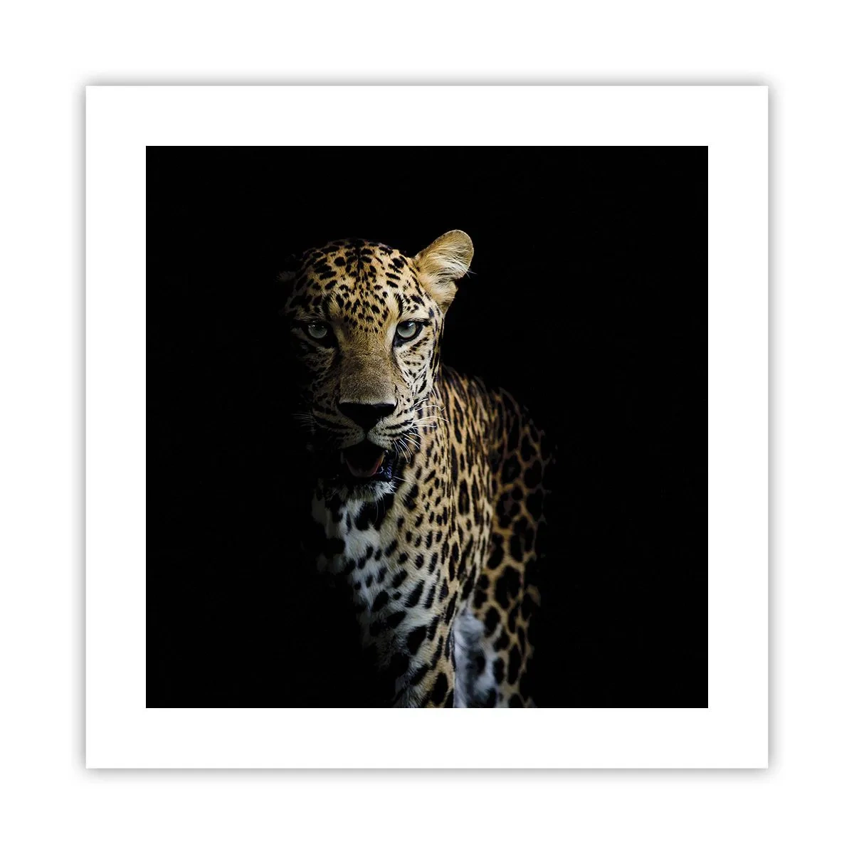 Poster - Donkere schoonheid - 40x40 cm