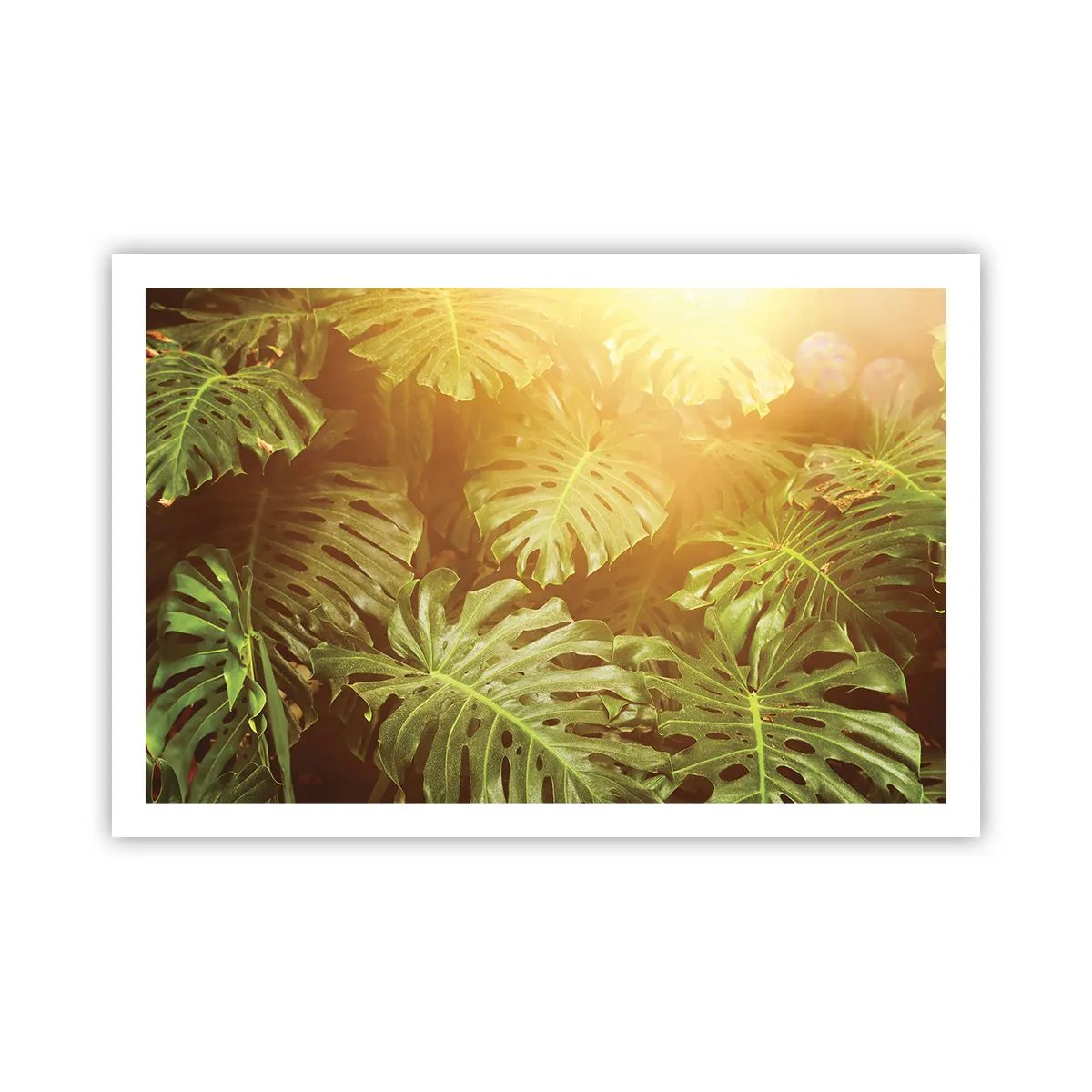 Poster - In het groen treden... - 91x61 cm