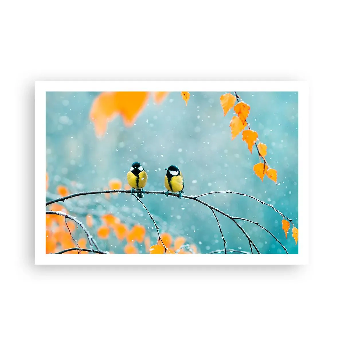 Poster - Vogelroddel - 91x61 cm
