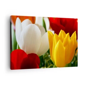 Schilderen op canvas - Close-up van kleurrijke tulpen tegen een lenteachtergrond - 70x50cm - Tulpenkoorts - Moderne wanddecoratie voor woonkamer en slaapkamer ARTTOR