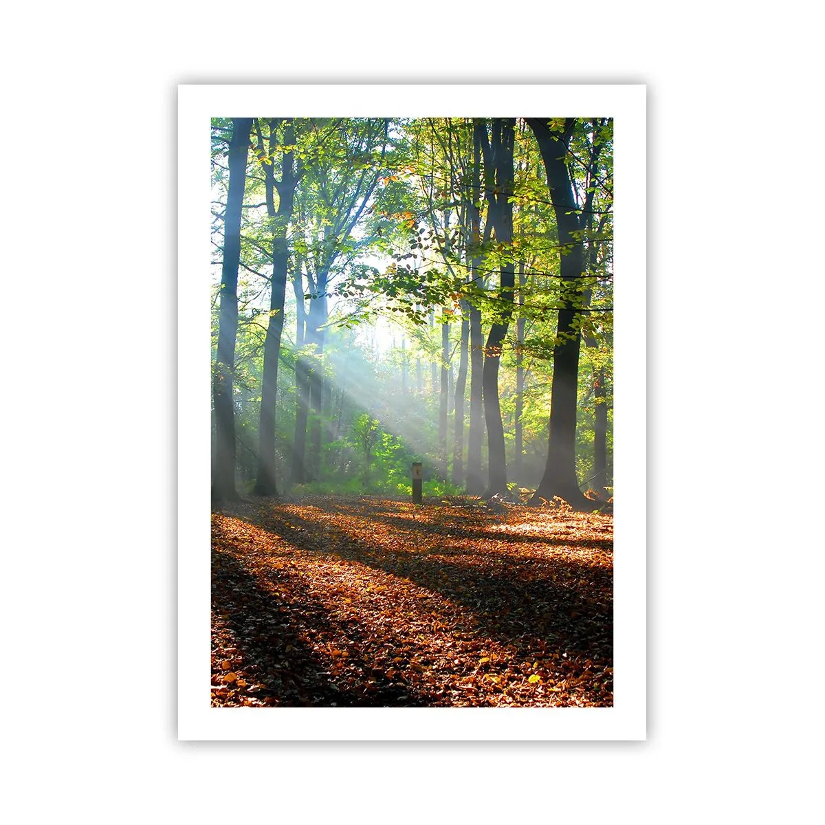 Poster - Lichten en schaduwen - 50x70 cm
